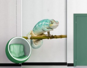Vinilo Decorativo Camaleon