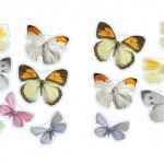 Preciosas las mariposas de Leroy Merlin
