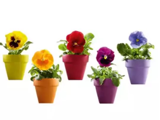 vinilo-decorativo-petunias